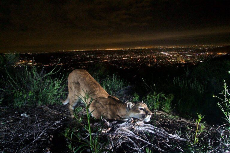 Mountain Lion Suffering From Skin Disease, May Be Linked to Poisons