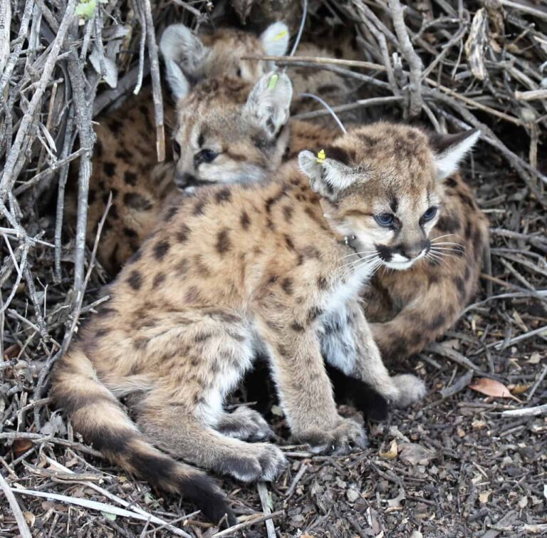 Four Mountain Lion Kittens Found Under Thousand Oaks Picnic Bench